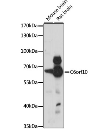 C6orf10 Rabbit Polyclonal Antibody