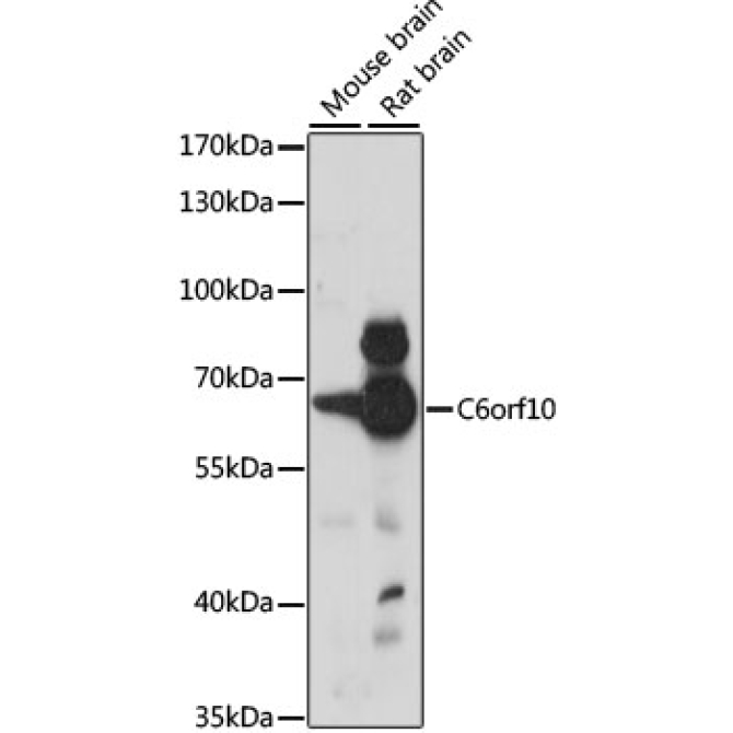 C6orf10 Rabbit Polyclonal Antibody