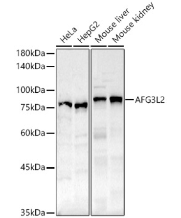 AFG3L2 Rabbit Polyclonal Antibody