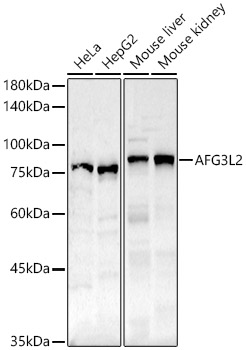 AFG3L2 Rabbit Polyclonal Antibody