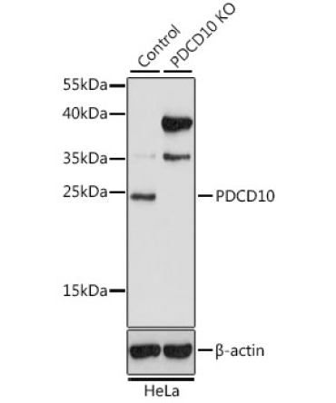PDCD10 Rabbit Polyclonal Antibody [KO Validated]