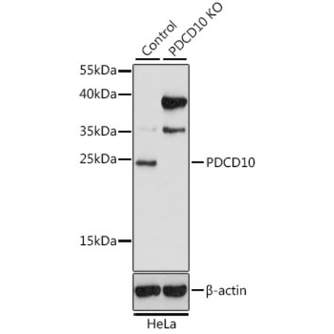 PDCD10 Rabbit Polyclonal Antibody [KO Validated]