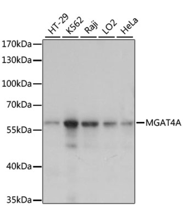 MGAT4A Rabbit Polyclonal Antibody