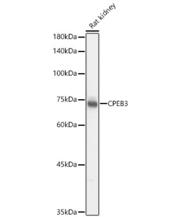 CPEB3 Rabbit Polyclonal Antibody
