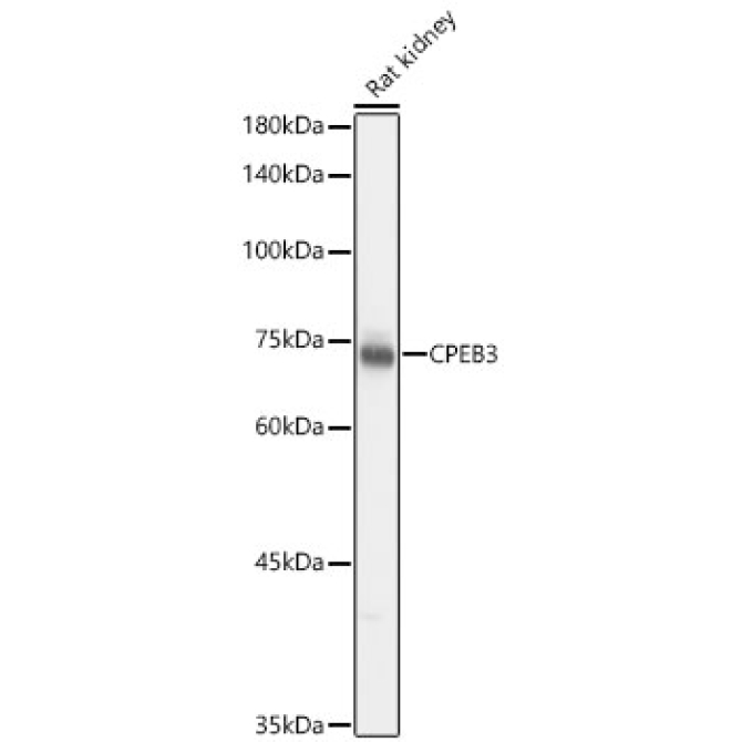 CPEB3 Rabbit Polyclonal Antibody