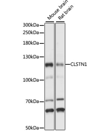 CLSTN1 Rabbit Polyclonal Antibody