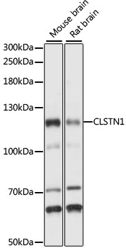 CLSTN1 Rabbit Polyclonal Antibody