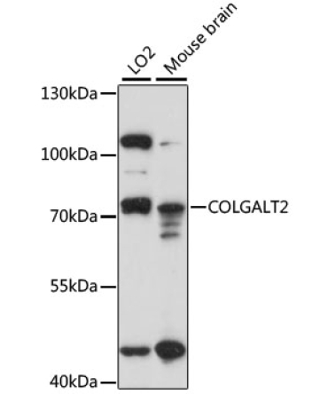 COLGALT2 Rabbit Polyclonal Antibody