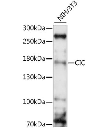 CIC Rabbit Polyclonal Antibody