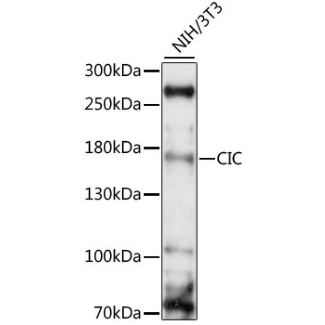 CIC Rabbit Polyclonal Antibody