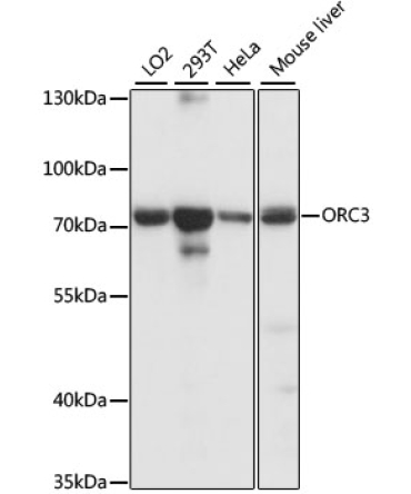 ORC3 Rabbit Polyclonal Antibody