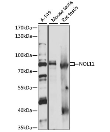 NOL11 Rabbit Polyclonal Antibody