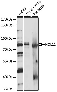 NOL11 Rabbit Polyclonal Antibody