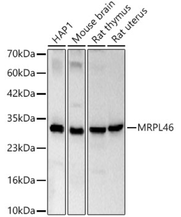 MRPL46 Rabbit Polyclonal Antibody