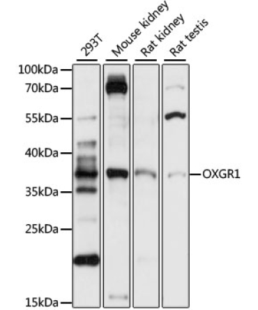 OXGR1 Rabbit Polyclonal Antibody