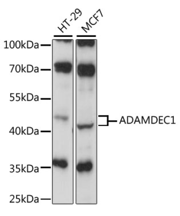 ADAMDEC1 Rabbit Polyclonal Antibody