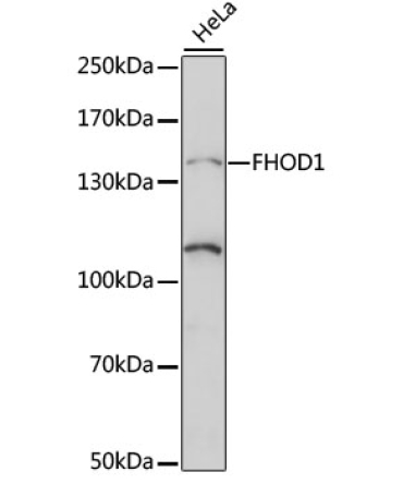 FHOD1 Rabbit Polyclonal Antibody