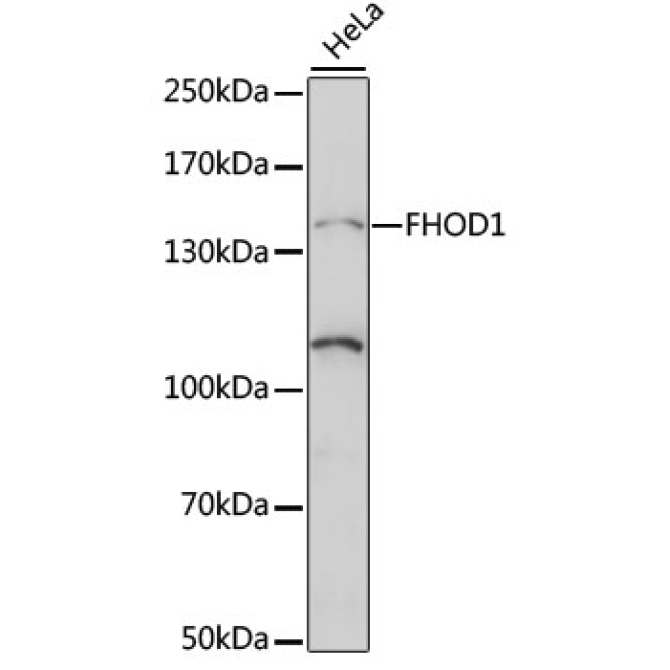 FHOD1 Rabbit Polyclonal Antibody