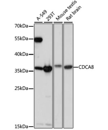 CDCA8 Rabbit Polyclonal Antibody
