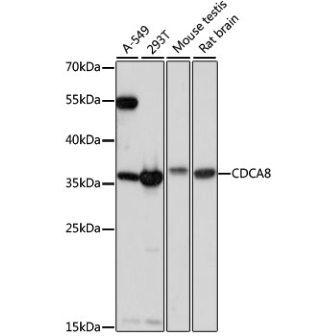CDCA8 Rabbit Polyclonal Antibody