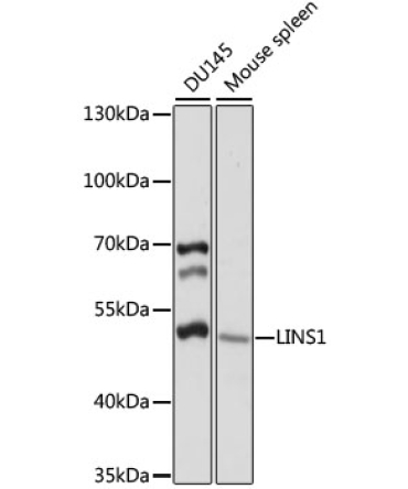 LINS1 Rabbit Polyclonal Antibody