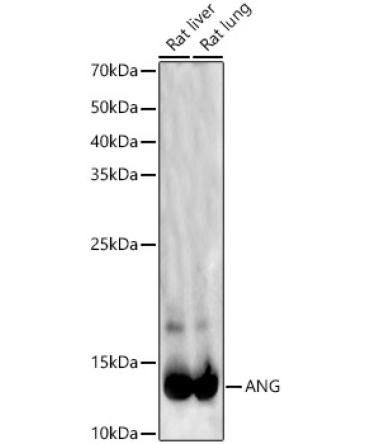 ANG Rabbit Polyclonal Antibody