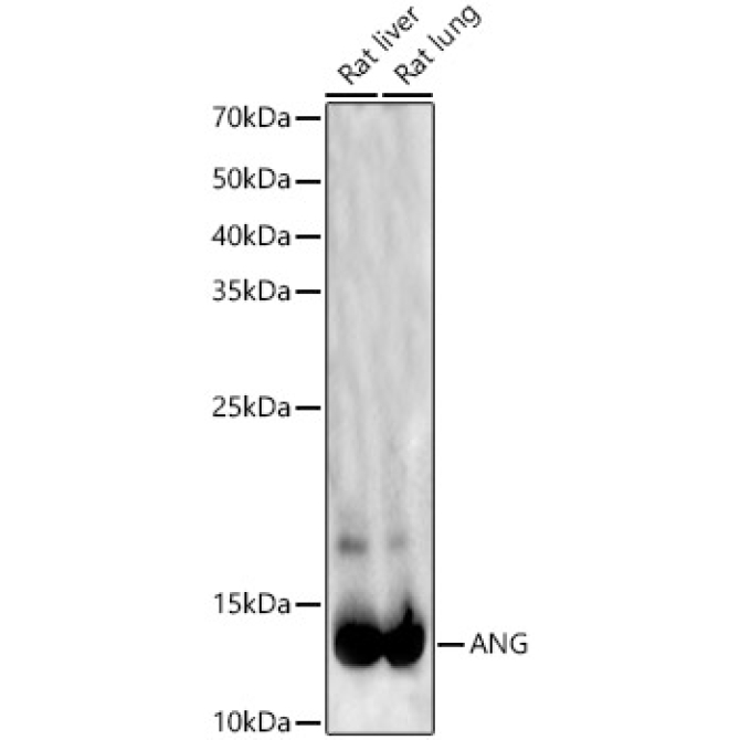 ANG Rabbit Polyclonal Antibody