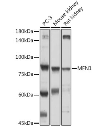 MFN1 Rabbit Polyclonal Antibody