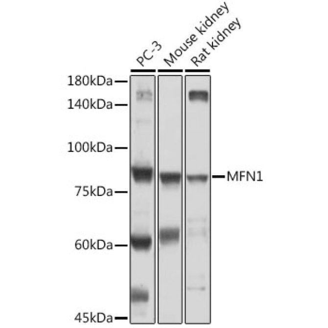 MFN1 Rabbit Polyclonal Antibody