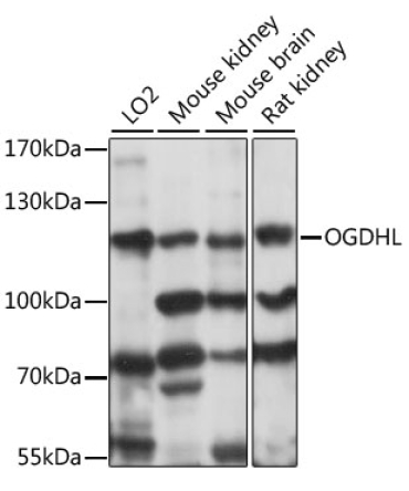 OGDHL Rabbit Polyclonal Antibody