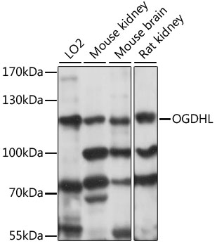 OGDHL Rabbit Polyclonal Antibody