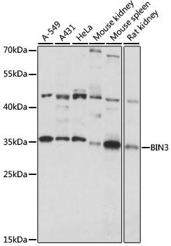 BIN3 Rabbit Polyclonal Antibody