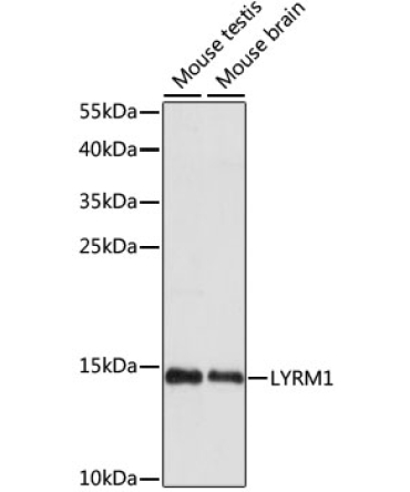 LYRM1 Rabbit Polyclonal Antibody