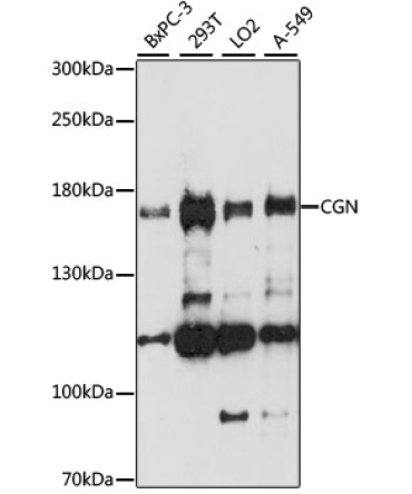 CGN Rabbit Polyclonal Antibody