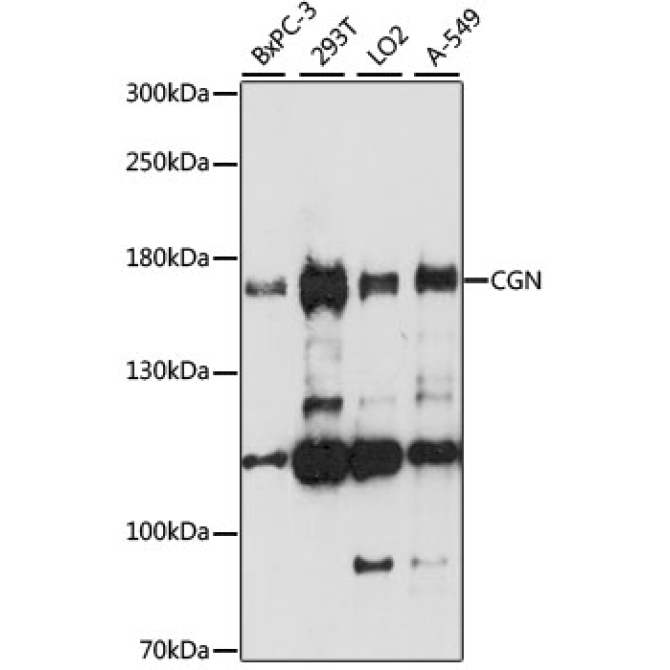 CGN Rabbit Polyclonal Antibody