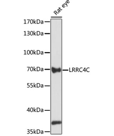 LRRC4C Rabbit Polyclonal Antibody