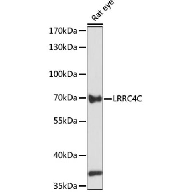 LRRC4C Rabbit Polyclonal Antibody