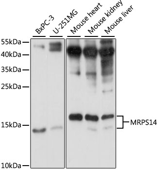 MRPS14 Rabbit Polyclonal Antibody