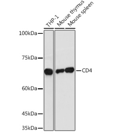 CD4 Rabbit Polyclonal Antibody