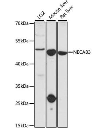 NECAB3 Rabbit Polyclonal Antibody