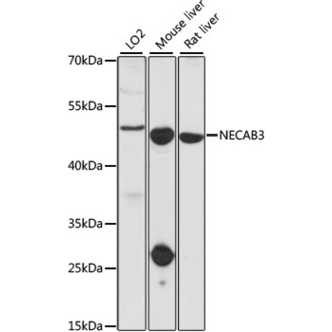 NECAB3 Rabbit Polyclonal Antibody