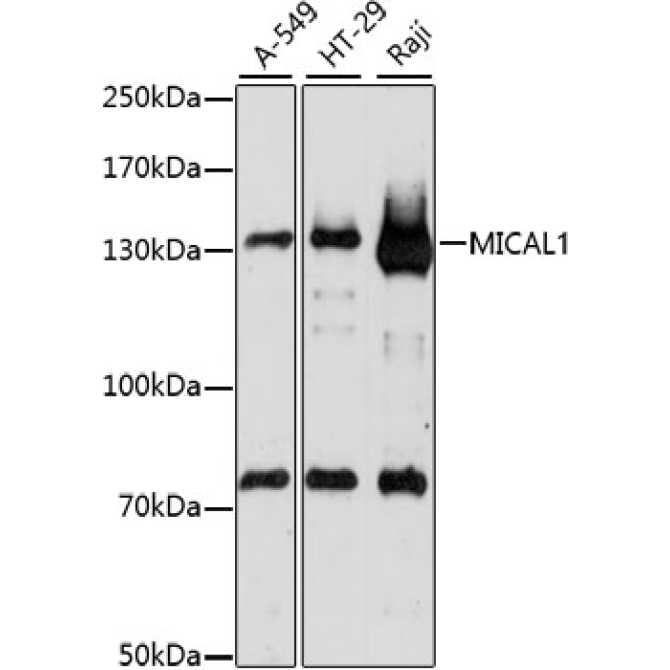 MICAL1 Rabbit Polyclonal Antibody