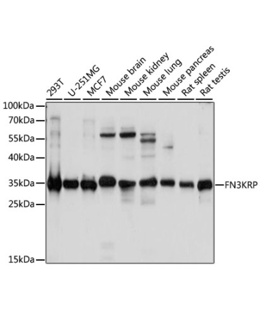 FN3KRP Rabbit Polyclonal Antibody