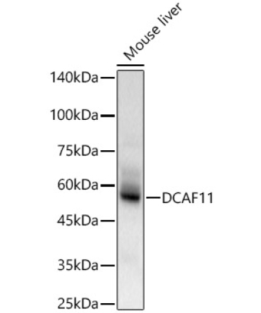 DCAF11 Rabbit Polyclonal Antibody
