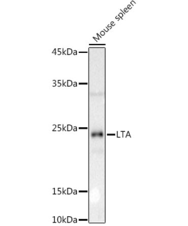 LTA Rabbit Polyclonal Antibody