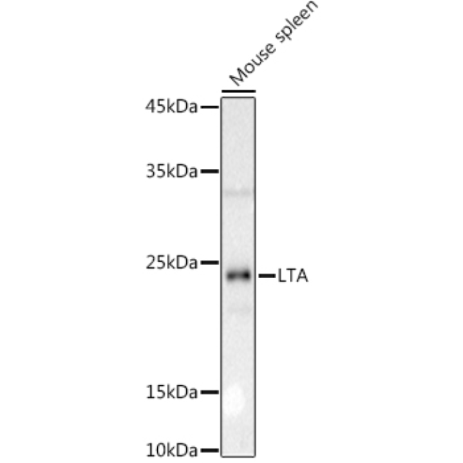 LTA Rabbit Polyclonal Antibody
