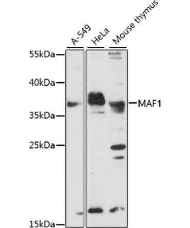 MAF1 Rabbit Polyclonal Antibody