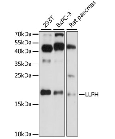 LLPH Rabbit Polyclonal Antibody