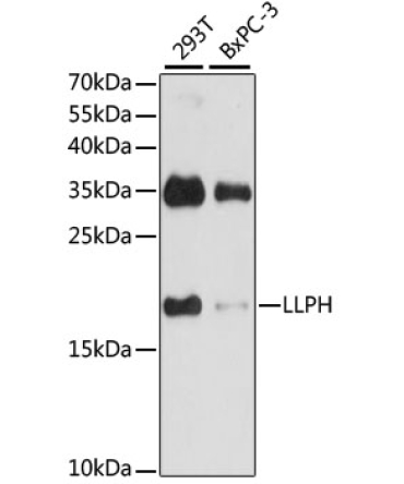 LLPH Rabbit Polyclonal Antibody
