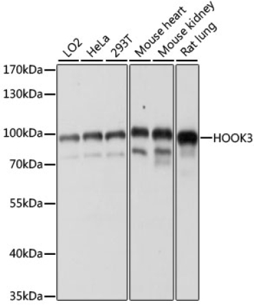 HOOK3 Rabbit Polyclonal Antibody